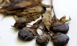 Ispanak Sanılan Zehirli Ot 11 Kişiyi Hastanelik Etti