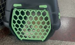 İzmit Otogarı’nda Kulakları Kesilmiş Köpek Skandalı!