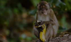 İğne Yutmuş Maymun Ne Demek? Anlamı Nedir?