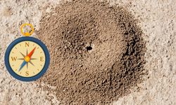 Karınca Yuvalarının Ağzı Hangi Yönü Gösterir?