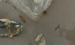 Kocaeli'de İlginç Olay!