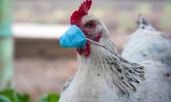 Dikkat! Kocaeli'ye Kuş Gribi Uyarısı Yapıldı