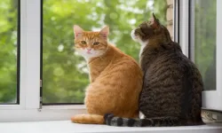 Boşanan eşe kediler için 10 bin lira nafaka