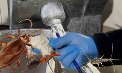 Fırın Denetiminde Böcek Şov