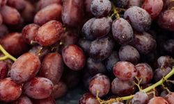 Antik Çiftçiler Şaraptan Vazgeçmedi