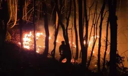 Fındık Bahçesindeki Yangın Ormanlık Alana Sıçradı