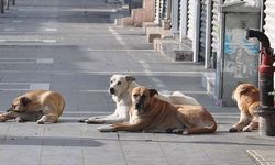 Sokak Köpeklerini Beslemek Yasaklandı