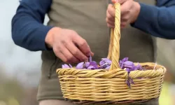 Dünyanın En Pahalı Baharatında Hasat Süresi Uzadı