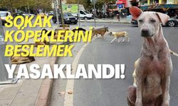 Sokak köpeklerini beslemek yasaklandı