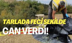 Tarlada Feci Şekilde Can Verdi!