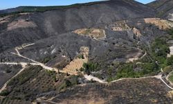 Karamürsel’de Yanmış Ormanlık Alan Yeniden Hayat Buluyor