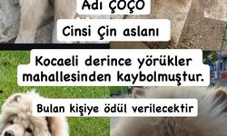 Sevimli Dost Çoço Aranıyor