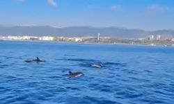 Temizlenen İzmit Körfezi’nde artık yunuslar dans ediyor