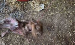 Başıboş Köpekler 10 Koyunu Parçaladı