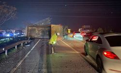 Milyonluk Yarış Tayları Kazada Telef Oldu