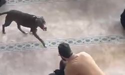 Camiye Giren Pitbull’un Sahibine Ceza Yağdı