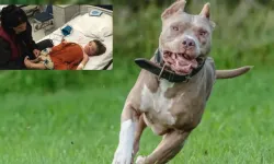 1,5 ve 5 Yaşındaki Kardeşlere Pitbull Saldırdı