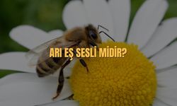 Arı Eş Sesli (Sesteş) Midir? Arı Kelimesinin Eş Seslisi