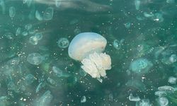 Deniz Değil, Adeta Jelatin Tabakası