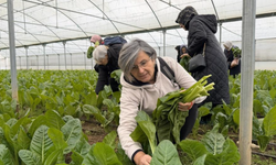 Saygınlar Kulübü Üyeleri Serada Hasat Yaptı