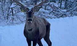 Kartepe’de Görüldü!