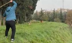 Derince’de Köpek Sürüleri Sokakları Teslim Aldı