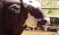 Kocaeli’de şap alarmı: 15 mahallede karantina