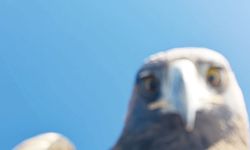 Tunceli'de Kartal Dronu Kapıp Gezdirdi