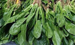 Perşembe Pazarı’nda Soğuk, Fiyatları Aşağı Çekti