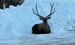 Karla kaplı Kuzuyayla’da kızıl geyik görüntülendi