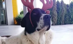 Matmazel’in Ölümüyle İlgili Soruşturma Başlatıldı