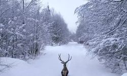 Kartepe’de Kızıl Geyik Karlar Arasında Görüntülendi