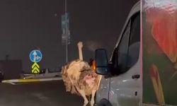 Deve Kuşu Trafiği Birbirine Kattı