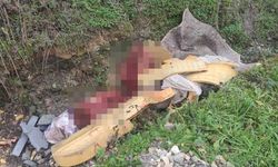 Vahşet! Kemikleri Otoyol Kenarına Saçmışlar