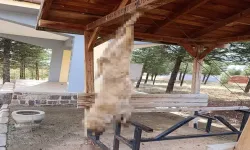 Köpeği Ayaklarından Ters Asıp İşkenceyle Öldürdüler