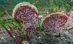 İzmit Körfezi'nde Hayat Fışkırıyor