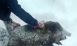 Bu Haberden Sonra Elinizle Domuz Yakalamayacaksınız