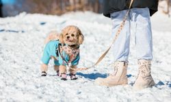 Kuzuyayla’da kar keyfi kış masalına dönüştü