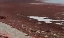 İzmit Sahili’nde Kırmızı Alarm!