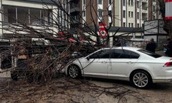 Fırtına Gölcük’te ağacı devirdi, otomobil zarar gördü