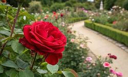 Başiskele'de güller açacak