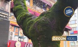 Çatılar uçtu, ağaçlar devrildi, araçlar yoldan çıktı... Peki tarihi çınarların durumu ne?