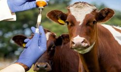 Şap Aşılama Programı Başladı