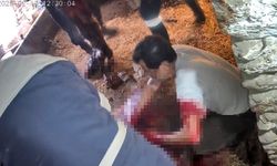 Ekmek Bıçağıyla Sezaryen Yapılan İnek Öldü