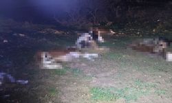 13 Şüpheli Ölüm Jandarmayı Harekete Geçirdi