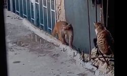 Fikirtepe’de maymun yakalandı