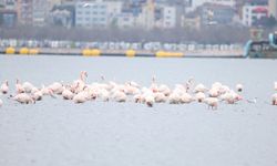İzmit Körfezi'nin zarif misafirleri şenlikte görüntülendi