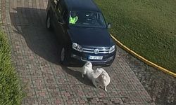 Valilik Bahçesinde Öldürülen Köpeğin Görüntüleri Ortaya Çıktı