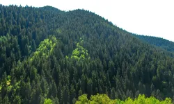 21 İlde O Yerler Artık Orman Değil