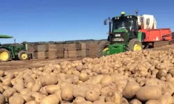 4 Bin Ton Patates Ücretsiz Dağıtılıyor